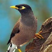 Indian Myna Bird