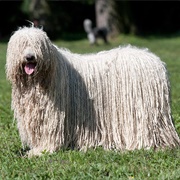 Groom a Komondor