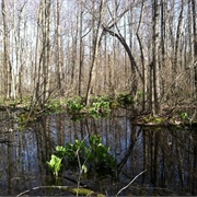 Swamp Cottonwood State Nature Preserve