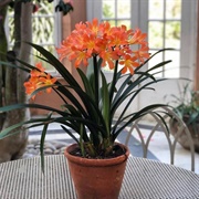 Clivia