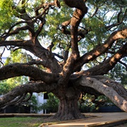 Treaty Oak