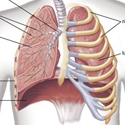 Living Thoracic System