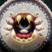 Lamprey