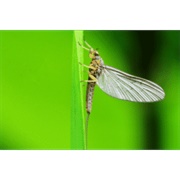 Mayfly