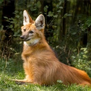 Maned Wolf