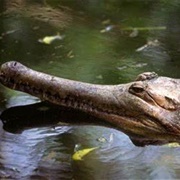 False Gharial