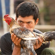 Participating in Cock Fighting or Dog Fighting for Fun