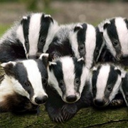 A Cete of Badgers