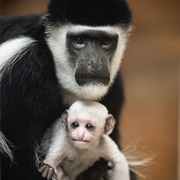 Guereza Colobus