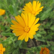 Field Marigold