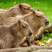 Capybara