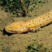 Mudpuppy