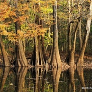 Congaree National Park