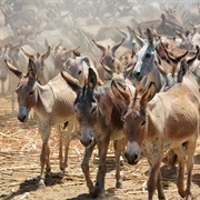 A Drove of Donkeys