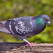 Rock Dove