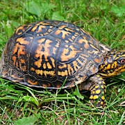 Catch and Release a Turtle/Tortoise