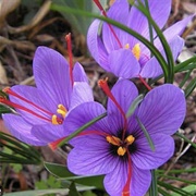 Saffron (Sahih Al-Bukhari).