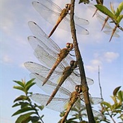 A Flamboyance of Dragonflies