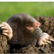 Insular Mole