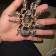 Have a Pet Tarantula