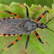 Kissing Bugs