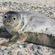 Gray Seal