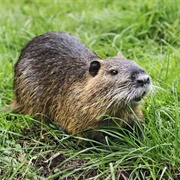 Nutria