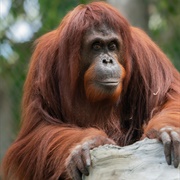 Orangutan