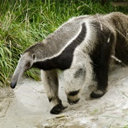 Anteater