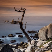 Ghost Trees of Pescadero Point