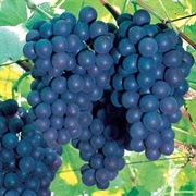 Concord Grape in Concord, Massachusetts