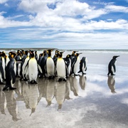 A Waddle of Penguins