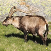 Spanish Ibex