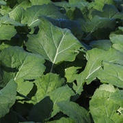 Scheerkohl Cabbage