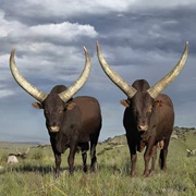 Ankole