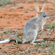 Bilby