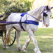 Horse Harness