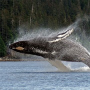 Parrot Whale