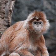 Javan Langur