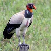 King Vulture