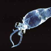 Glass Squid