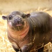 Pygmy Hippopotamus