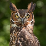 Great Horned Owl