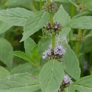 Wild Mint (Leaves)