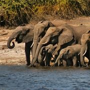 Chobe National Park