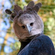 Harpy Eagle