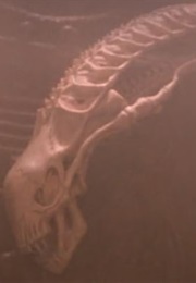 Xenomorph Skull (&quot;Predator 2&quot;) (1990)