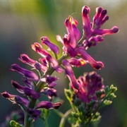 Fumitory