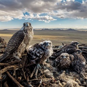 A Cast of Falcons