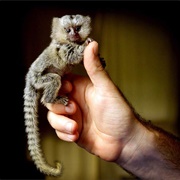 Pygmy Marmoset